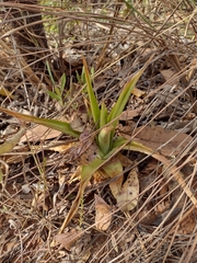 Dyckia brasiliana