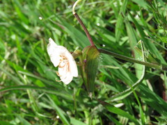 Commelina scabra