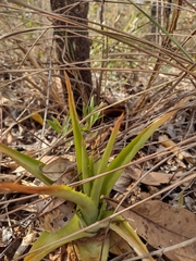 Dyckia brasiliana