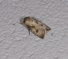 Agrotis interjectionis
