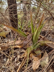 Dyckia brasiliana