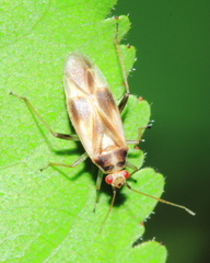 Orthotylus ornatus