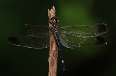Macrothemis inequiunguis
