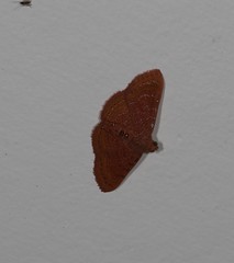 Homodes bracteigutta