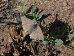 Tharsalea xanthoides