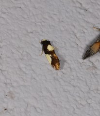 Monopis cirrhospila
