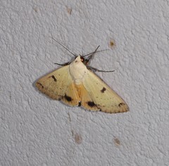 Ophiusa parcemacula