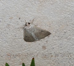 Pandesma submurina