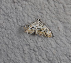 Parapoynx polydectalis