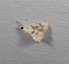 Sericophylla nivalis