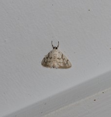 Sericophylla nivalis