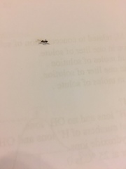 Formicidae