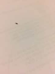 Formicidae