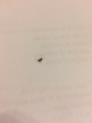 Formicidae