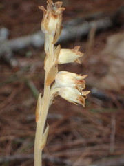 Monotropa hypopitys hypopitys