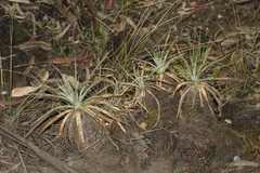 Puya bicolor