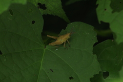 Xyleus discoideus mexicanus