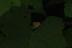 Xyleus discoideus mexicanus