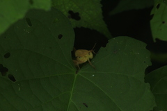 Xyleus discoideus mexicanus