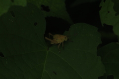 Xyleus discoideus mexicanus