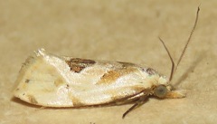Aethes angustana