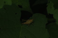 Xyleus discoideus mexicanus