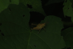 Xyleus discoideus mexicanus