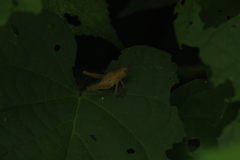 Xyleus discoideus mexicanus