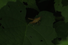 Xyleus discoideus mexicanus