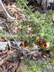 Dodonaea pinnata