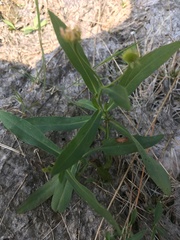 Boltonia montana