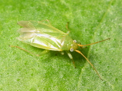 Blepharidopterus chlorionis