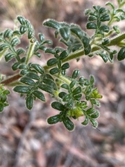 Dodonaea pinnata