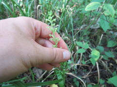Platanthera flava flava