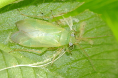 Blepharidopterus chlorionis