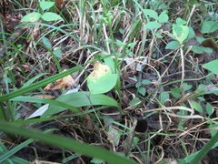 Platanthera flava flava