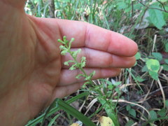 Platanthera flava flava