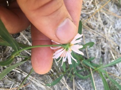 Boltonia montana