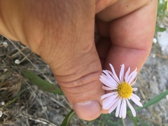Boltonia montana