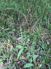 Platanthera flava flava