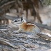 Panamint Chipmunk - Photo (c) bretthartl, some rights reserved (CC BY-NC)