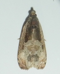 Olethreutes connectum