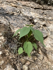 Anoda abutiloides
