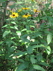 Rudbeckia auriculata