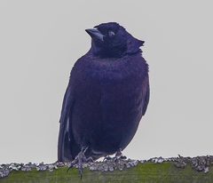 Molothrus bonariensis