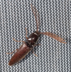 Dicrepidius palmatus