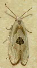 Aethes angustana