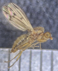 Opomyza petrei