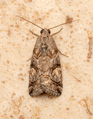 Garella nilotica