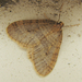 Winter Moth - Photo (c) Jenn Forman Orth, some rights reserved (CC BY-NC-SA)